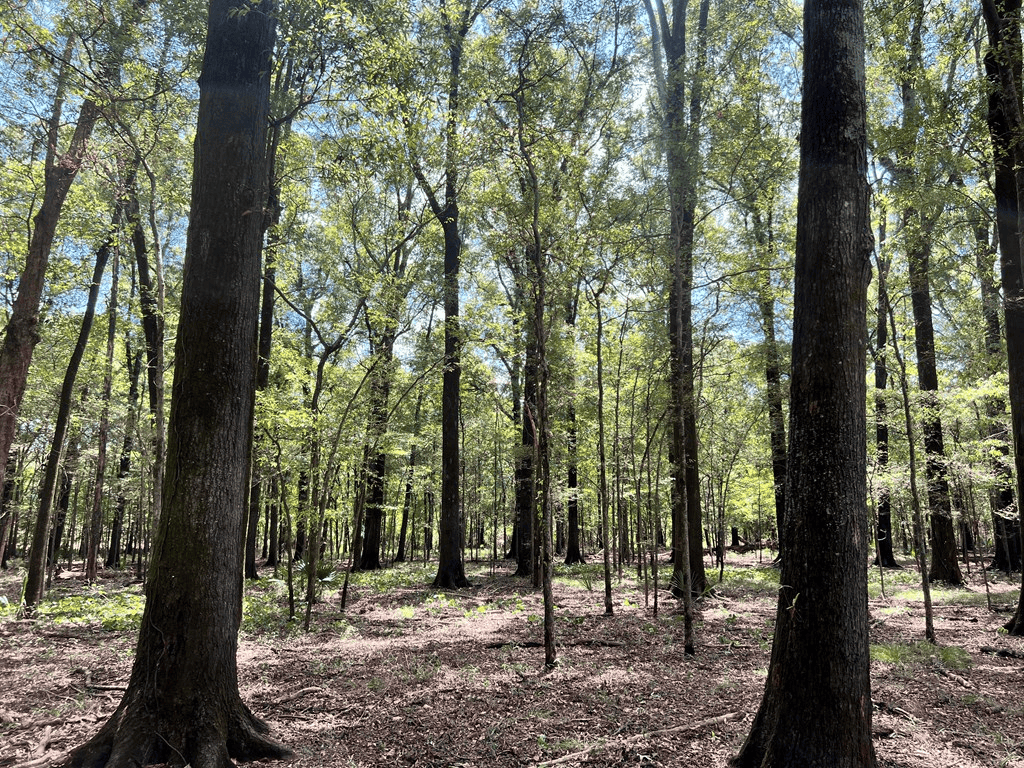 Hunting Land for Sale in Yazoo County, MS