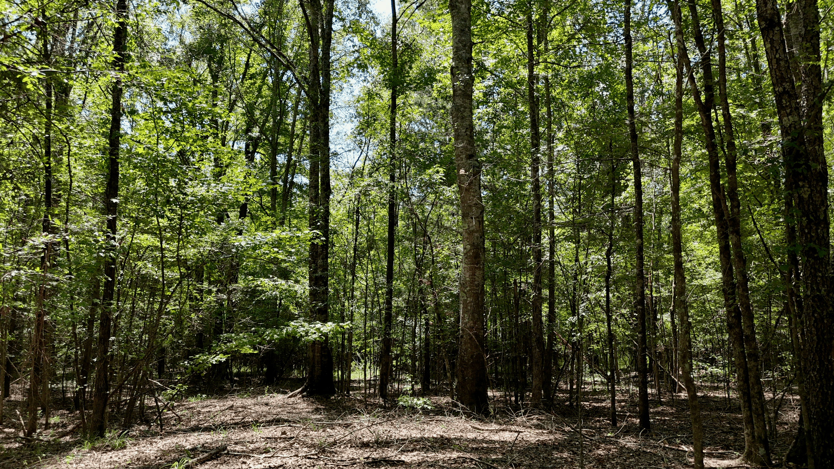 194 Acre Hunting, Homesite, and Pastureland for Sale