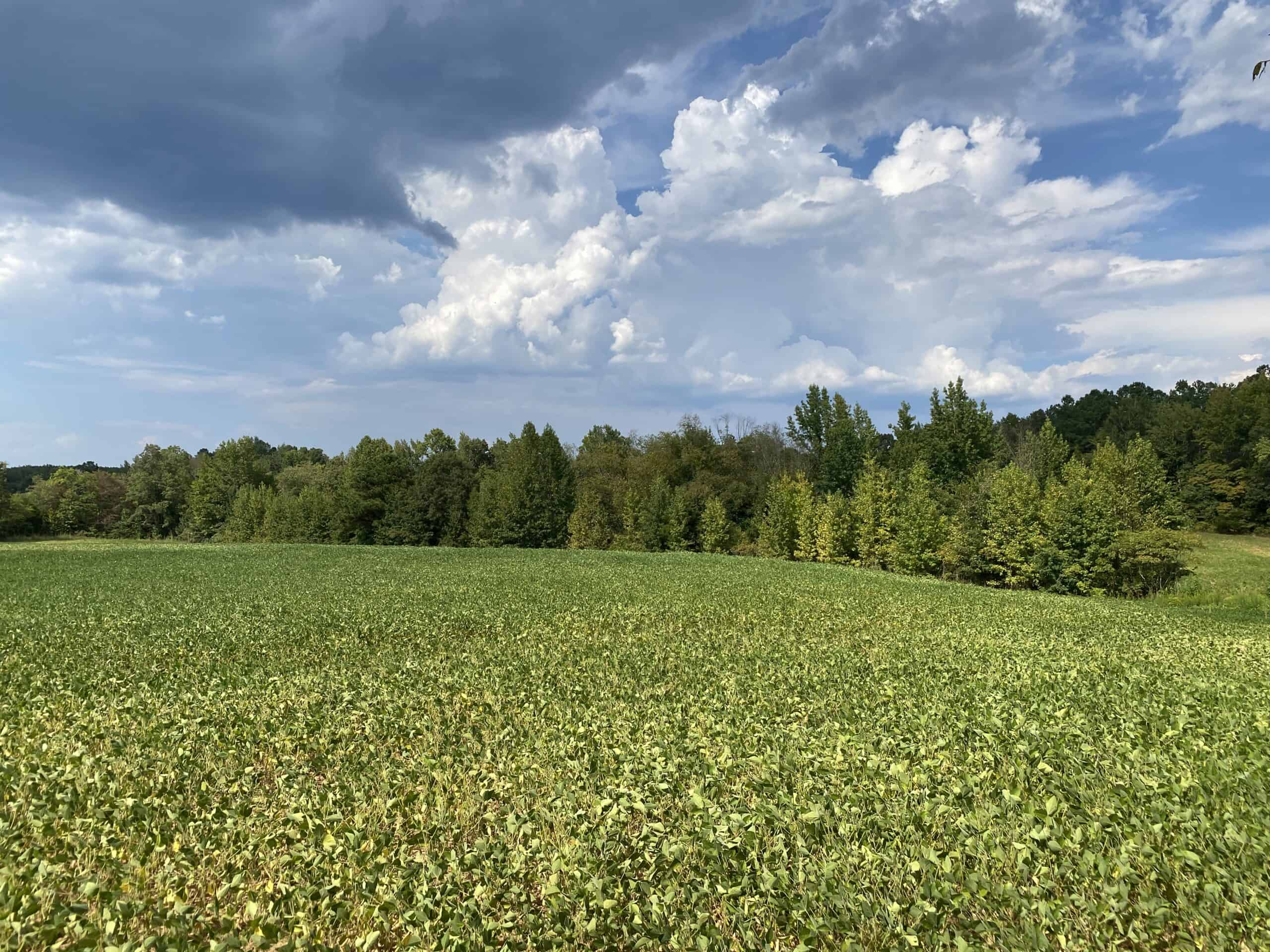COUNTRY HOME FOR SALE IN TN, 68 AC+/-, SHEDS, POND, & CREEK