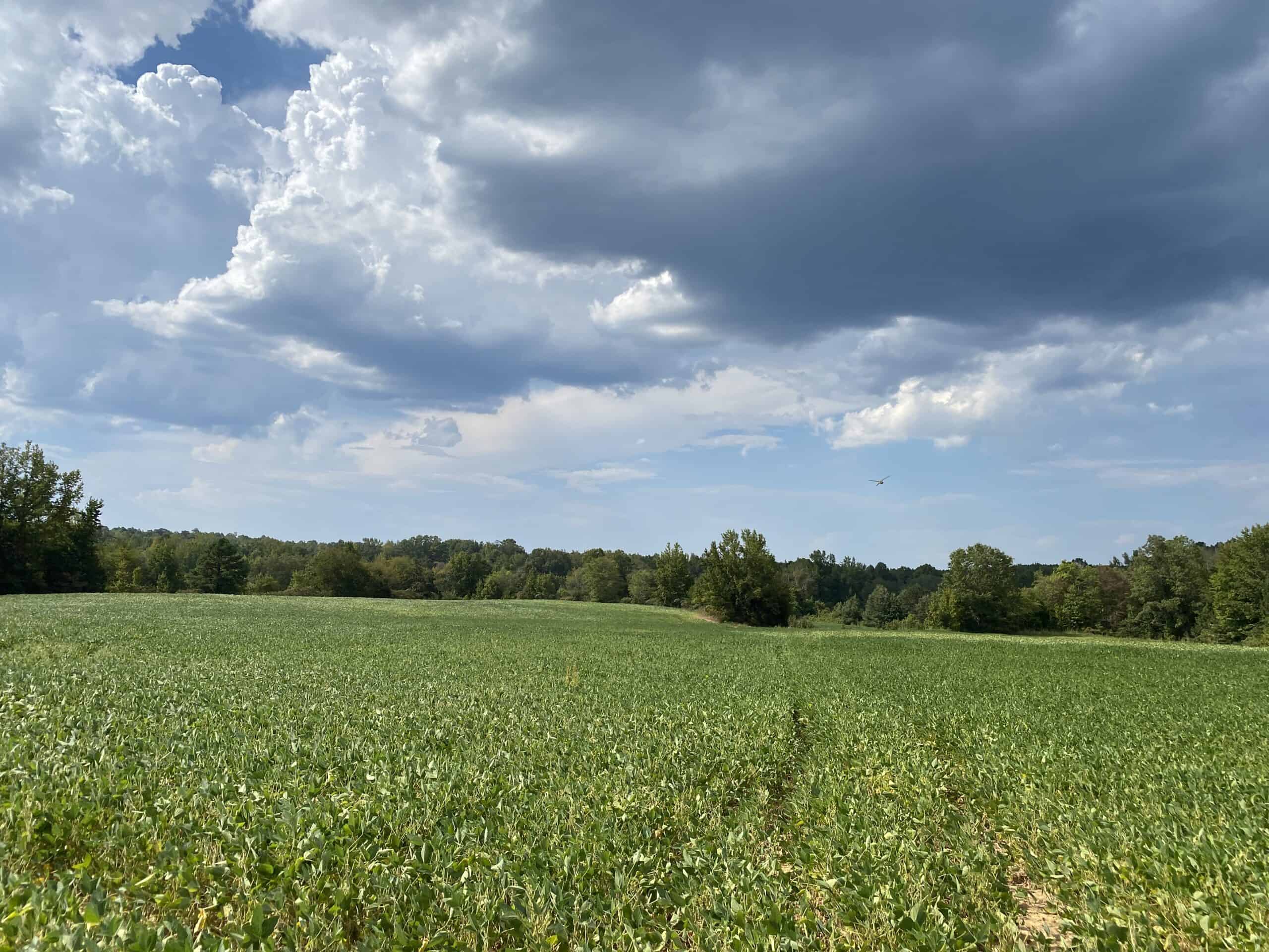 COUNTRY HOME FOR SALE IN TN, 68 AC+/-, SHEDS, POND, & CREEK