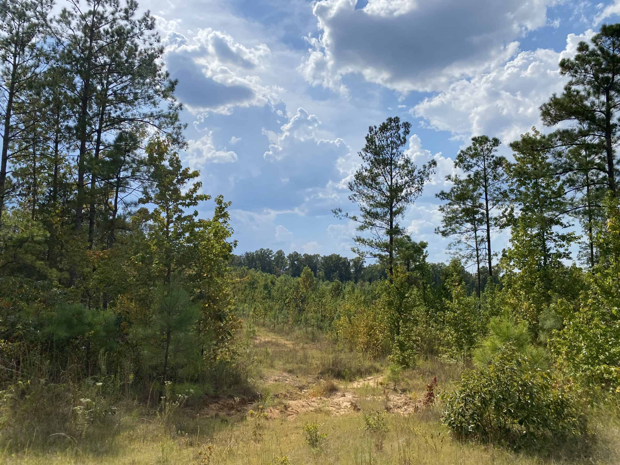 COUNTRY HOME FOR SALE IN TN, 68 AC+/-, SHEDS, POND, & CREEK