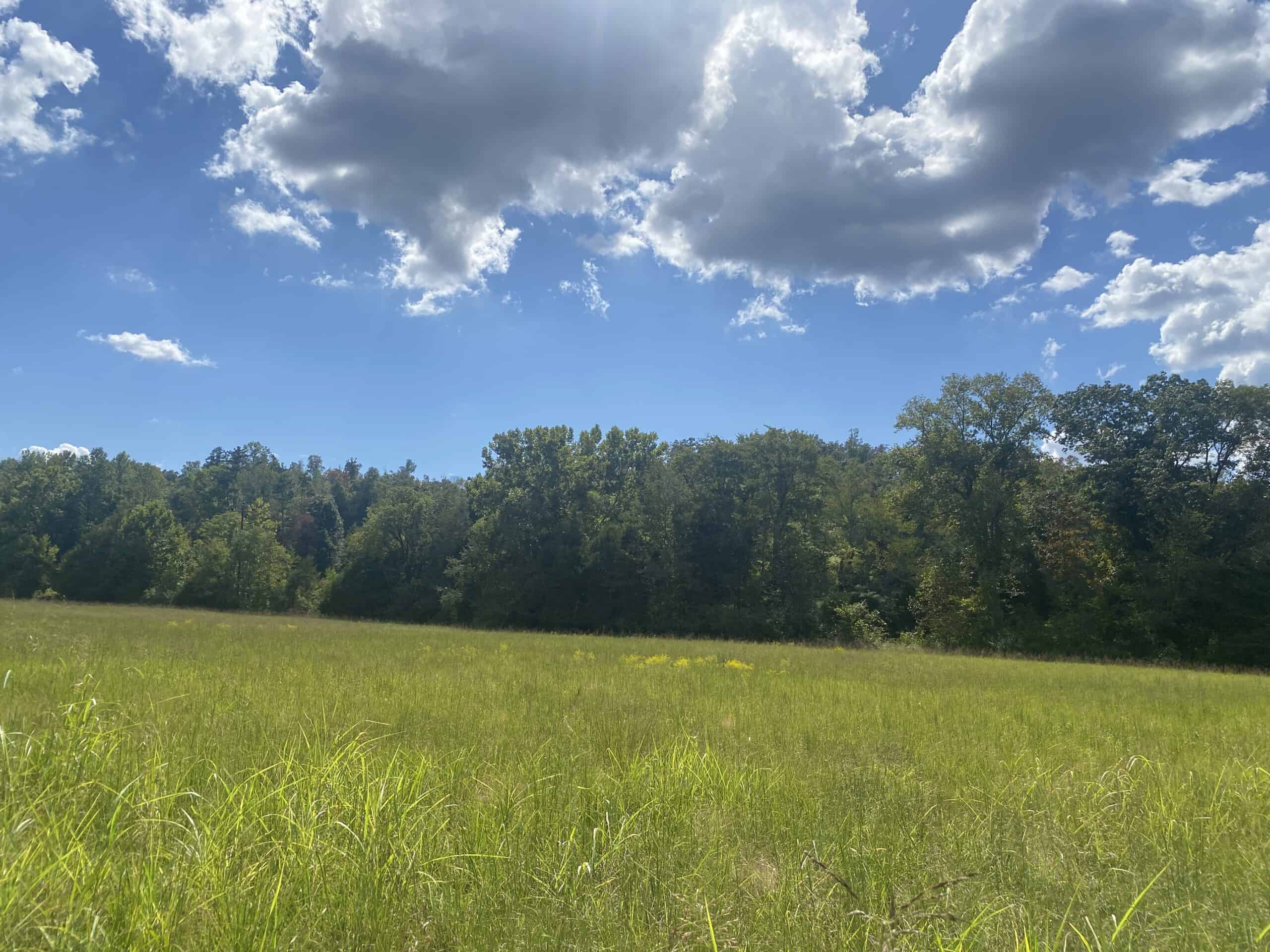 LAND FOR SALE IN TN, 21.5 ACRES+/-, OPEN & WOODED LAND, CREEK