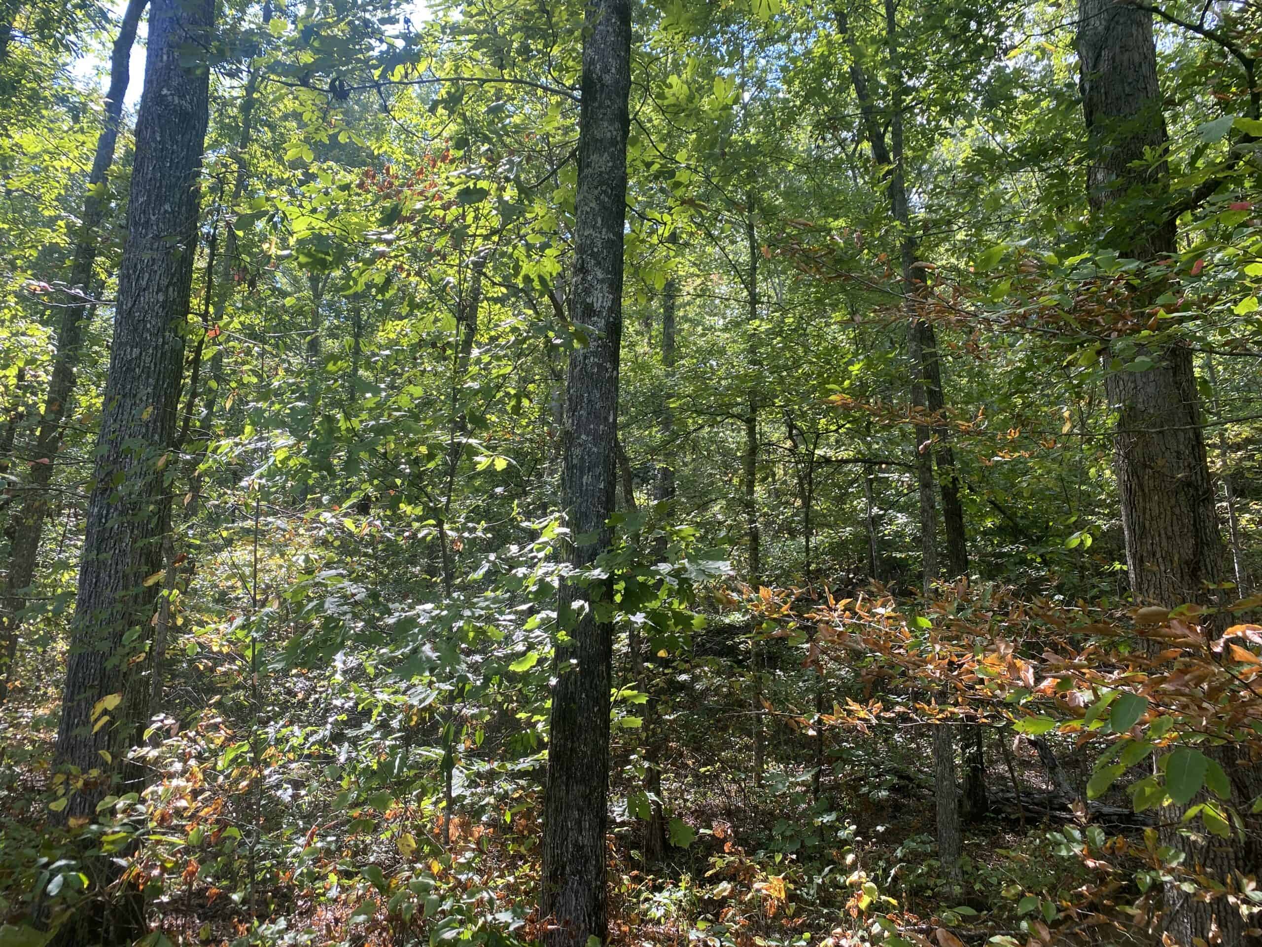 LAND FOR SALE IN TN, 21.5 ACRES+/-, OPEN & WOODED LAND, CREEK