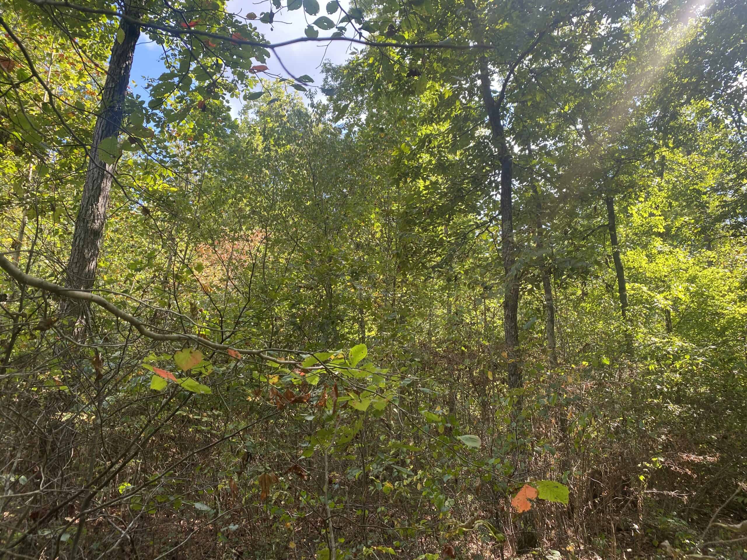 LAND FOR SALE IN TN, 21.5 ACRES+/-, OPEN & WOODED LAND, CREEK