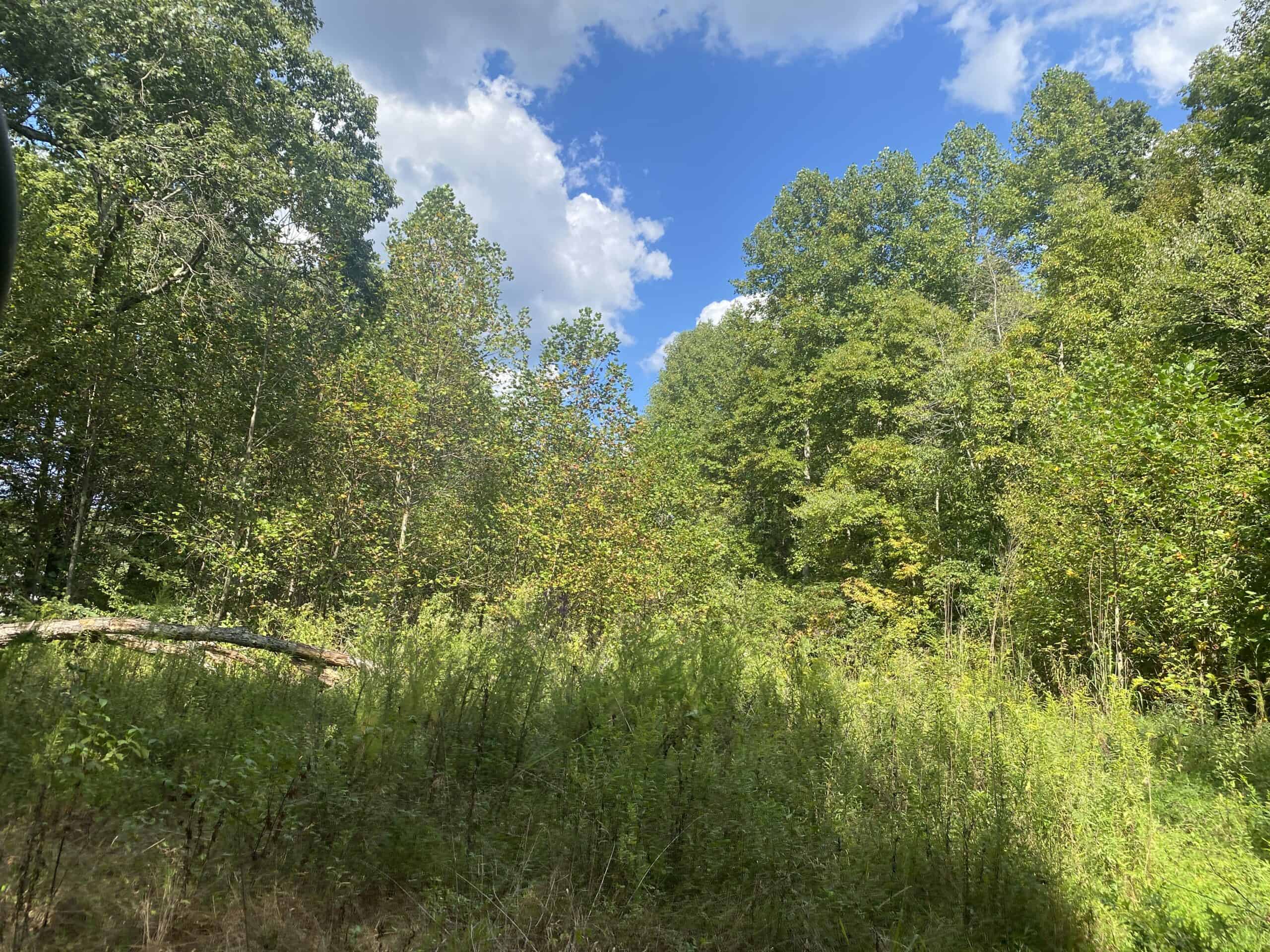 LAND FOR SALE IN TN, 21.5 ACRES+/-, OPEN & WOODED LAND, CREEK