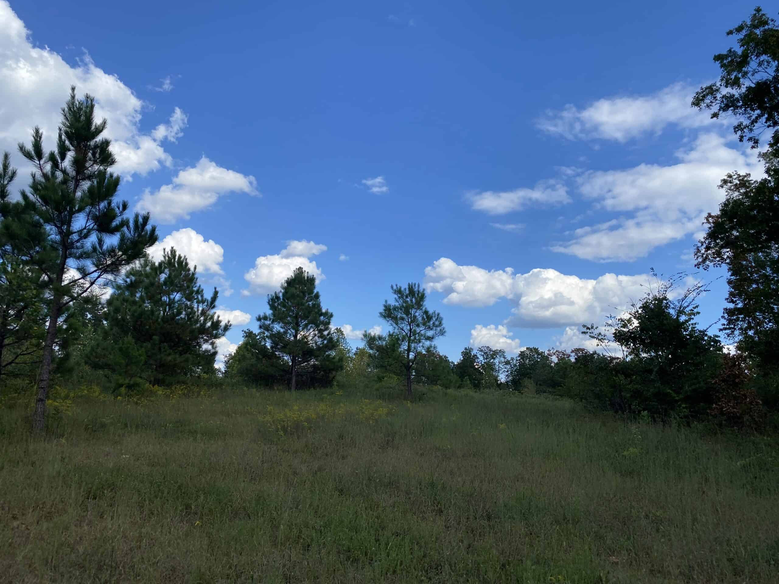 LAND FOR SALE IN TN, 32.5 ACRES+/-, OLD HOME, HUNTING, CREEK