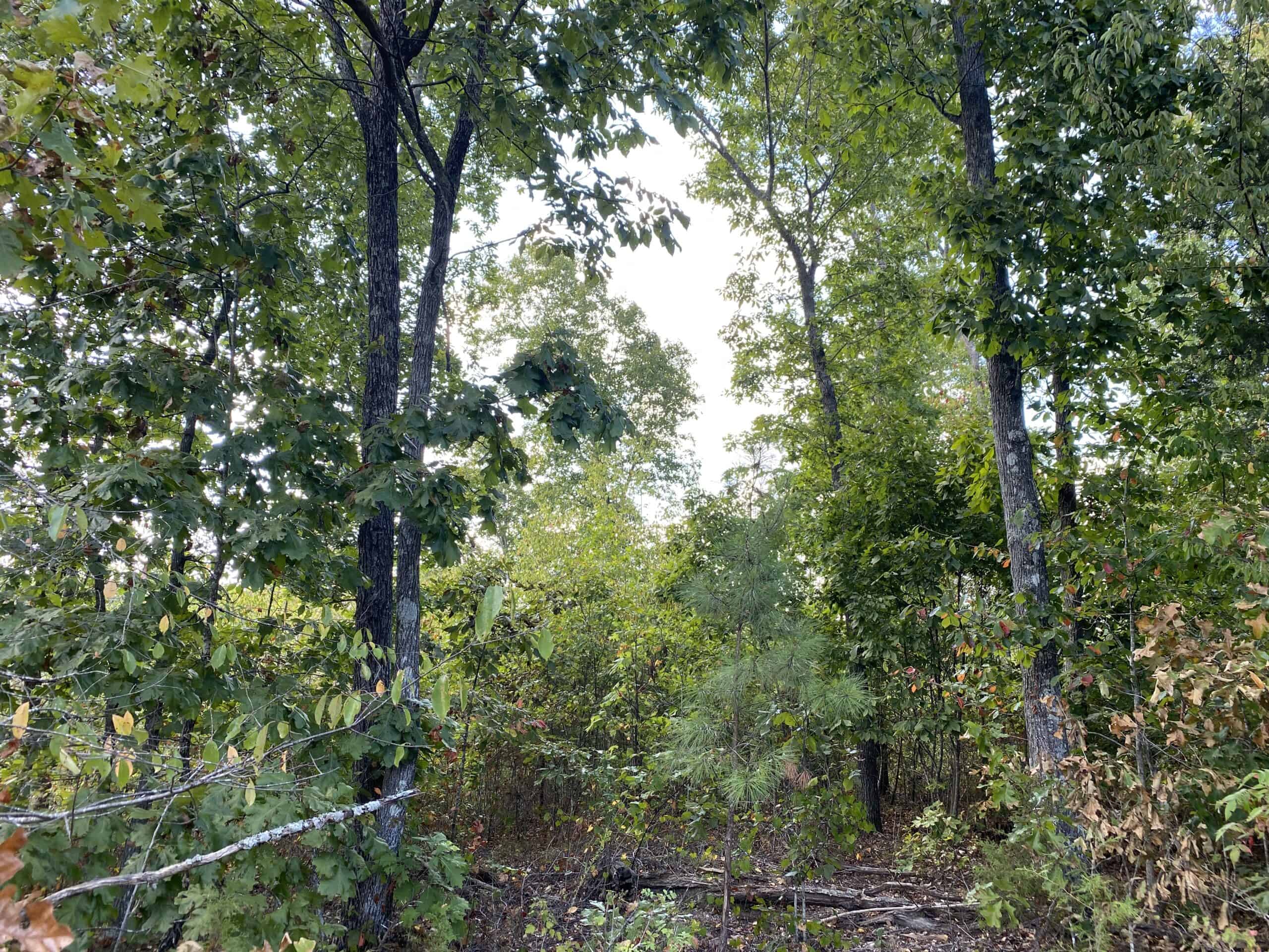 LAND FOR SALE IN TN, 32.5 ACRES+/-, OLD HOME, HUNTING, CREEK