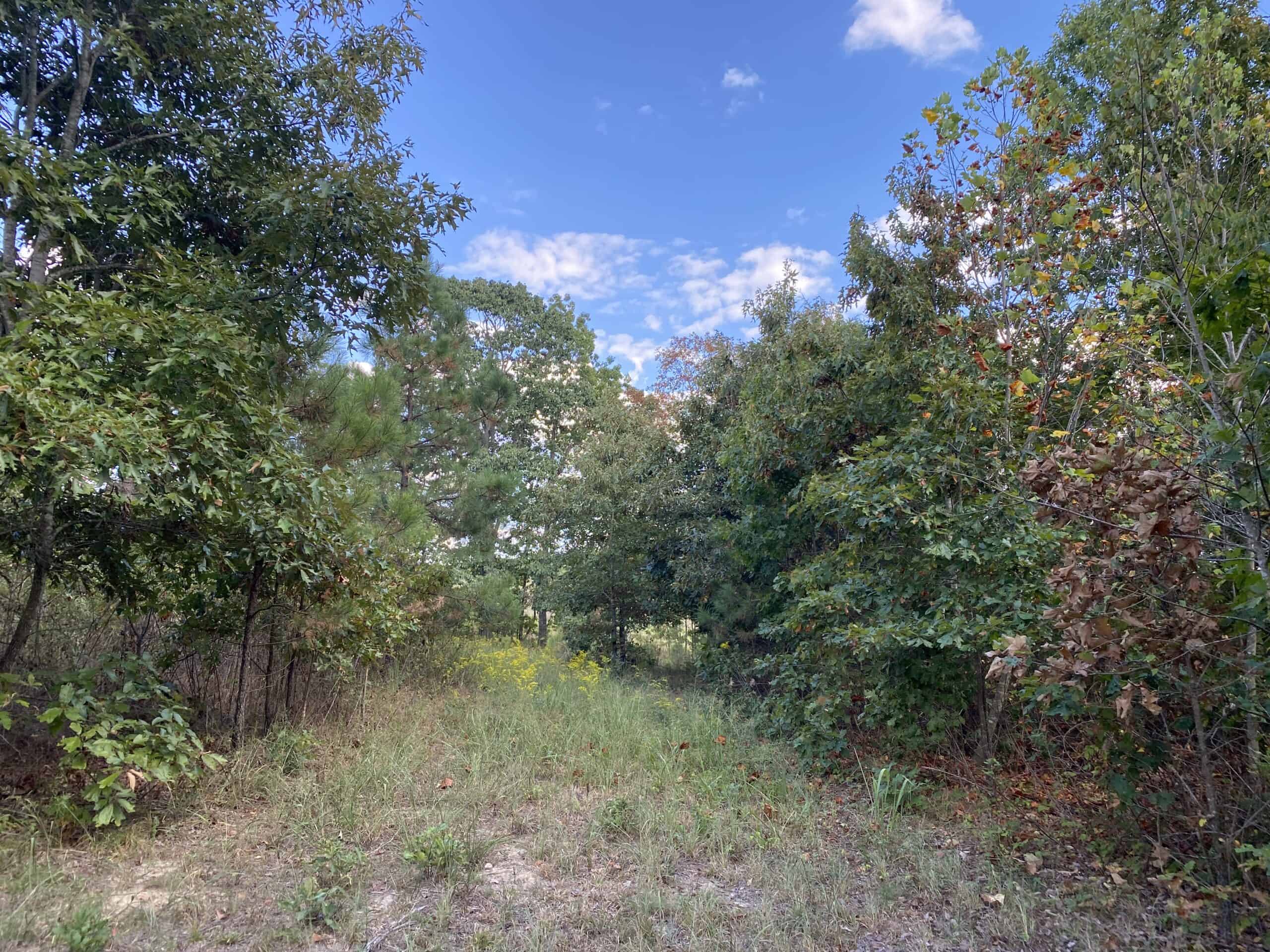 LAND FOR SALE IN TN, 32.5 ACRES+/-, OLD HOME, HUNTING, CREEK