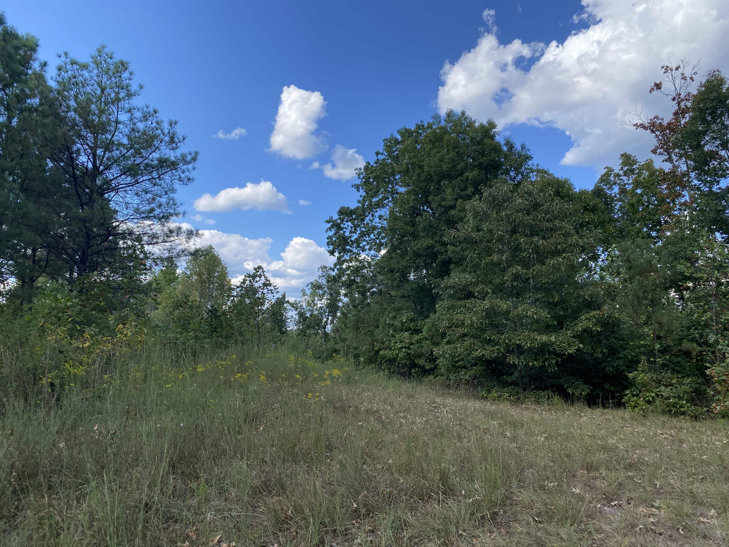 LAND FOR SALE IN TN, 32.5 ACRES+/-, OLD HOME, HUNTING, CREEK