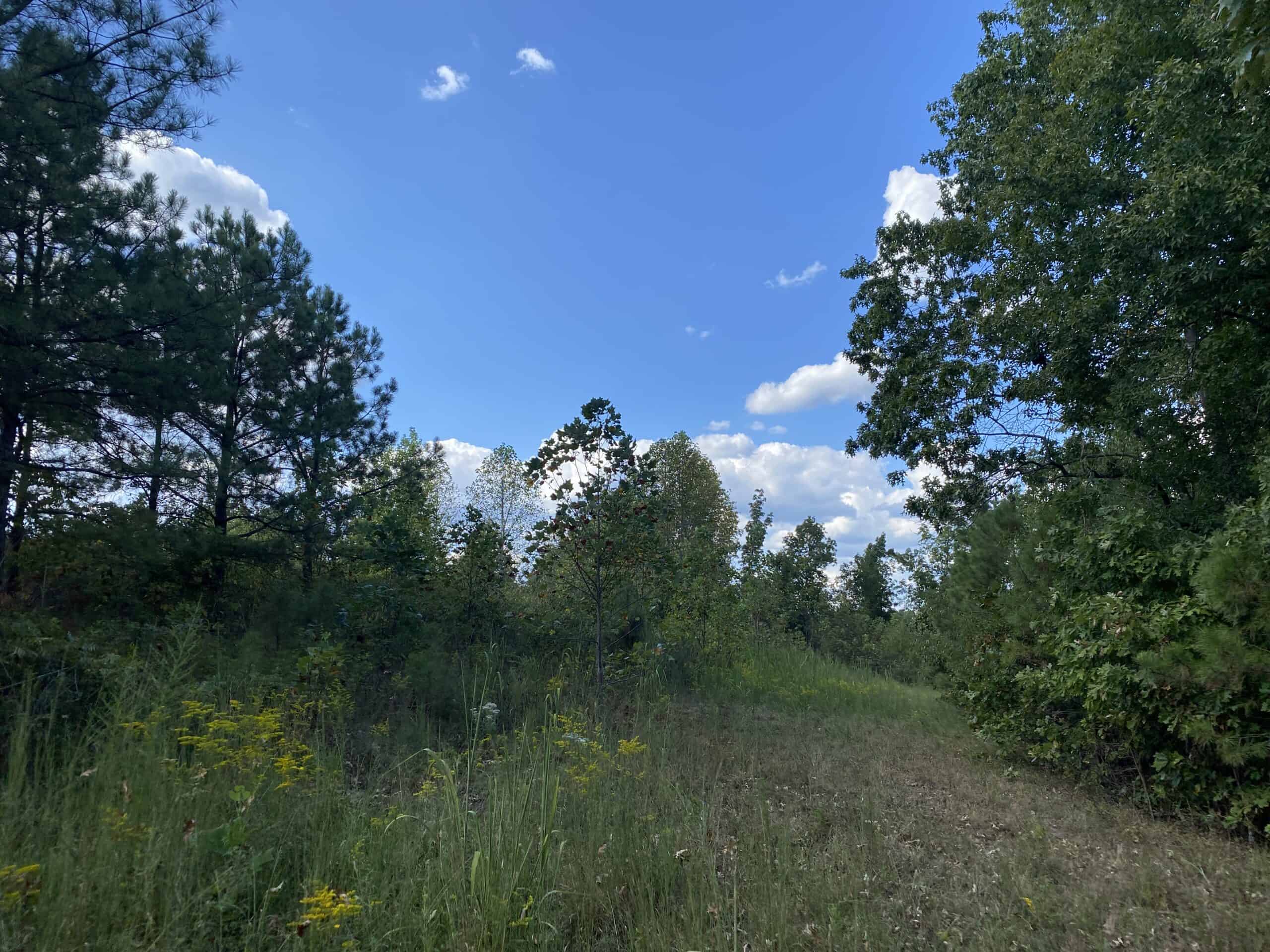 LAND FOR SALE IN TN, 32.5 ACRES+/-, OLD HOME, HUNTING, CREEK