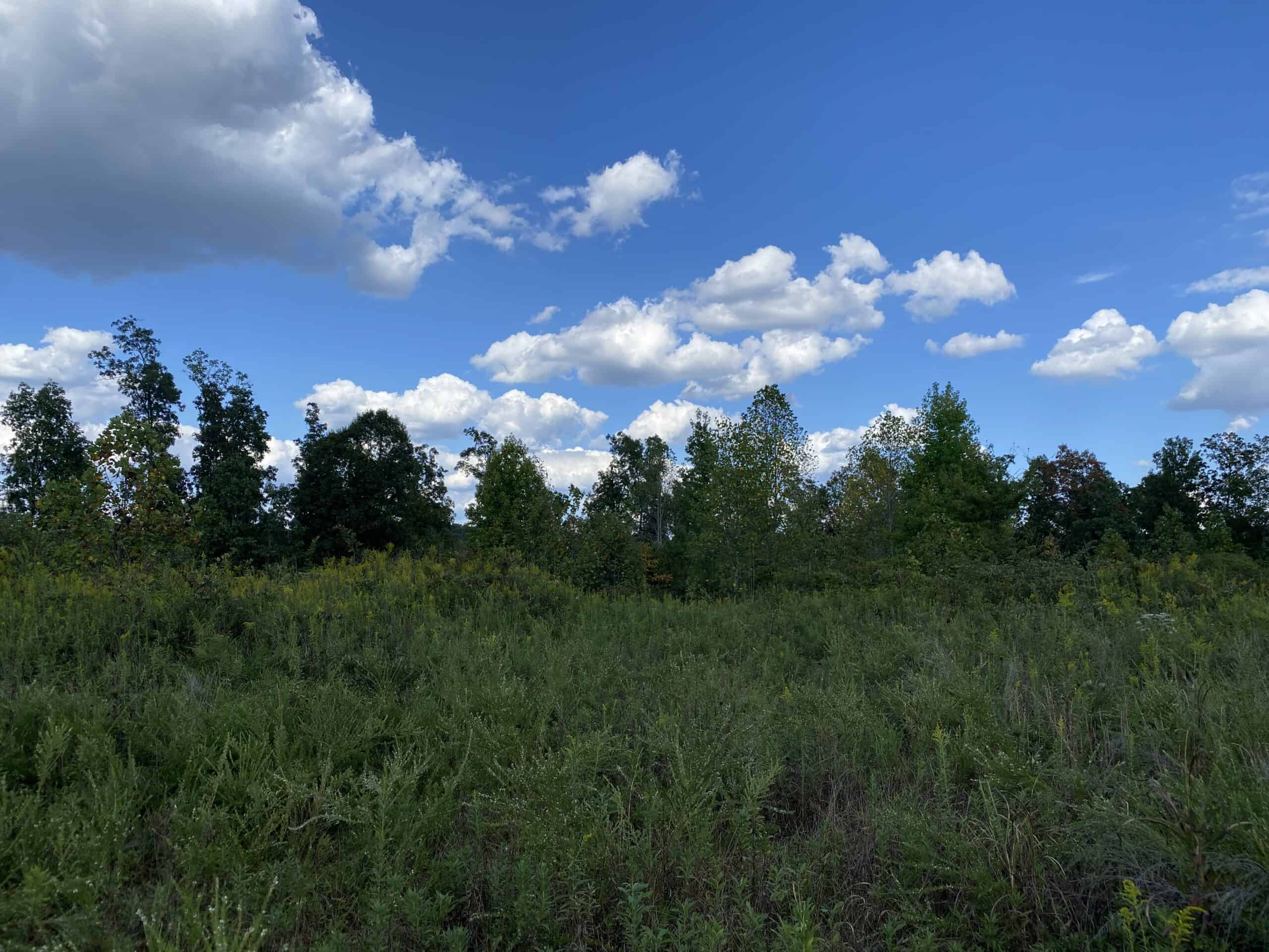 LAND FOR SALE IN TN, 32.5 ACRES+/-, OLD HOME, HUNTING, CREEK