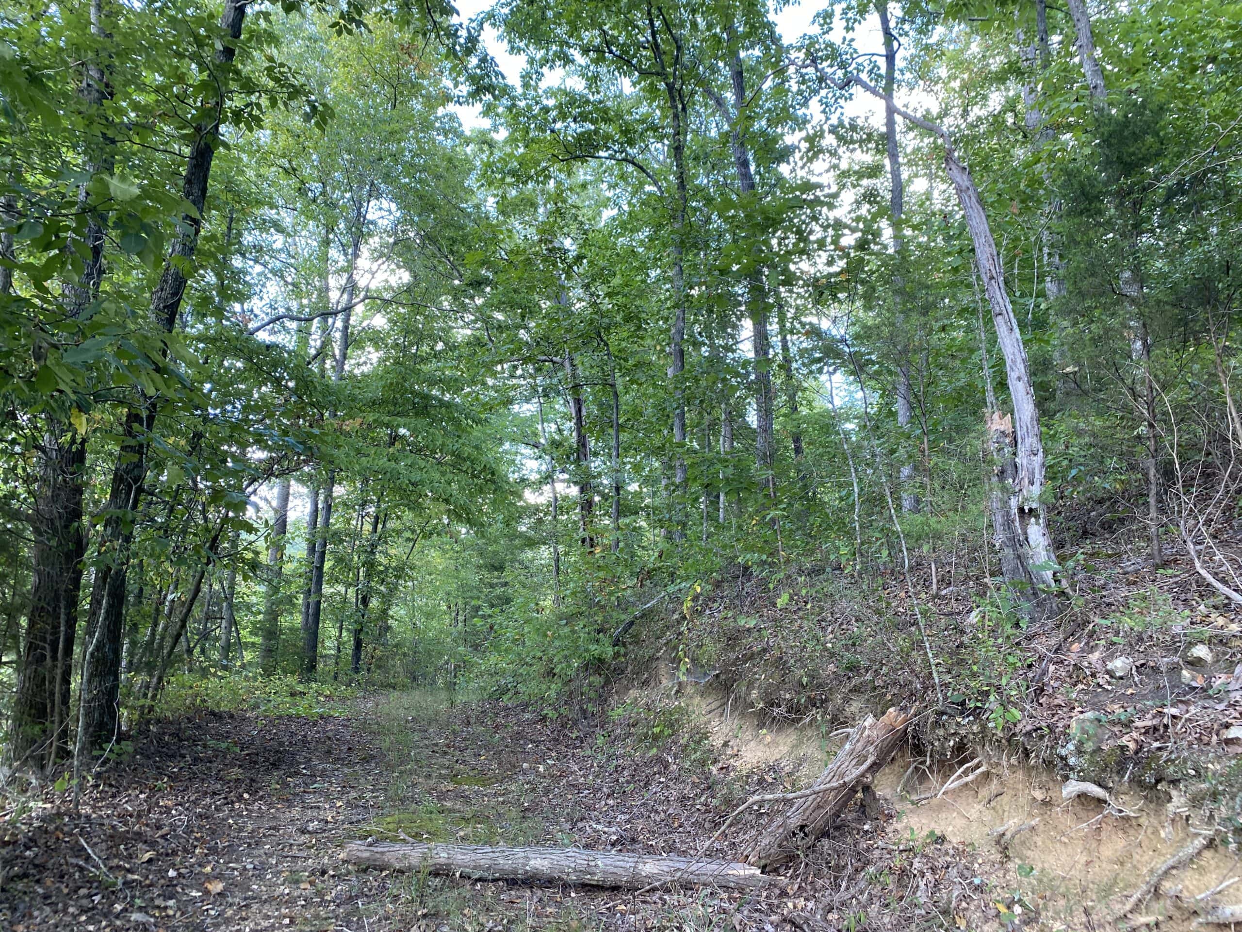 LAND FOR SALE IN TN, 32.5 ACRES+/-, OLD HOME, HUNTING, CREEK