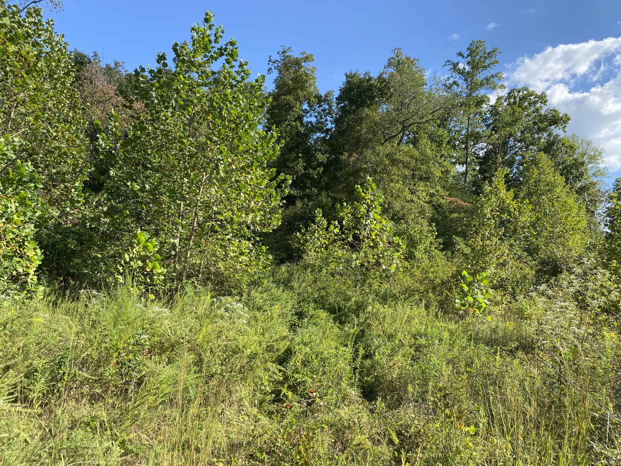 LAND FOR SALE IN TN, 32.5 ACRES+/-, OLD HOME, HUNTING, CREEK