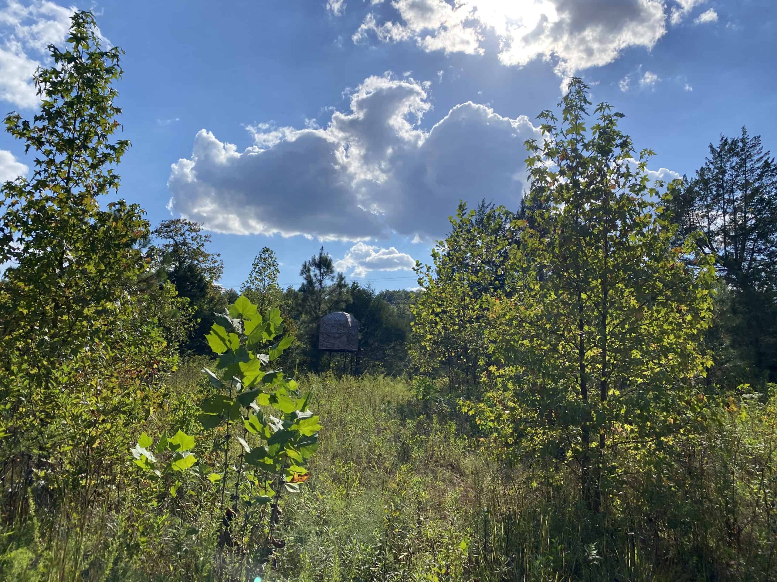 LAND FOR SALE IN TN, 32.5 ACRES+/-, OLD HOME, HUNTING, CREEK