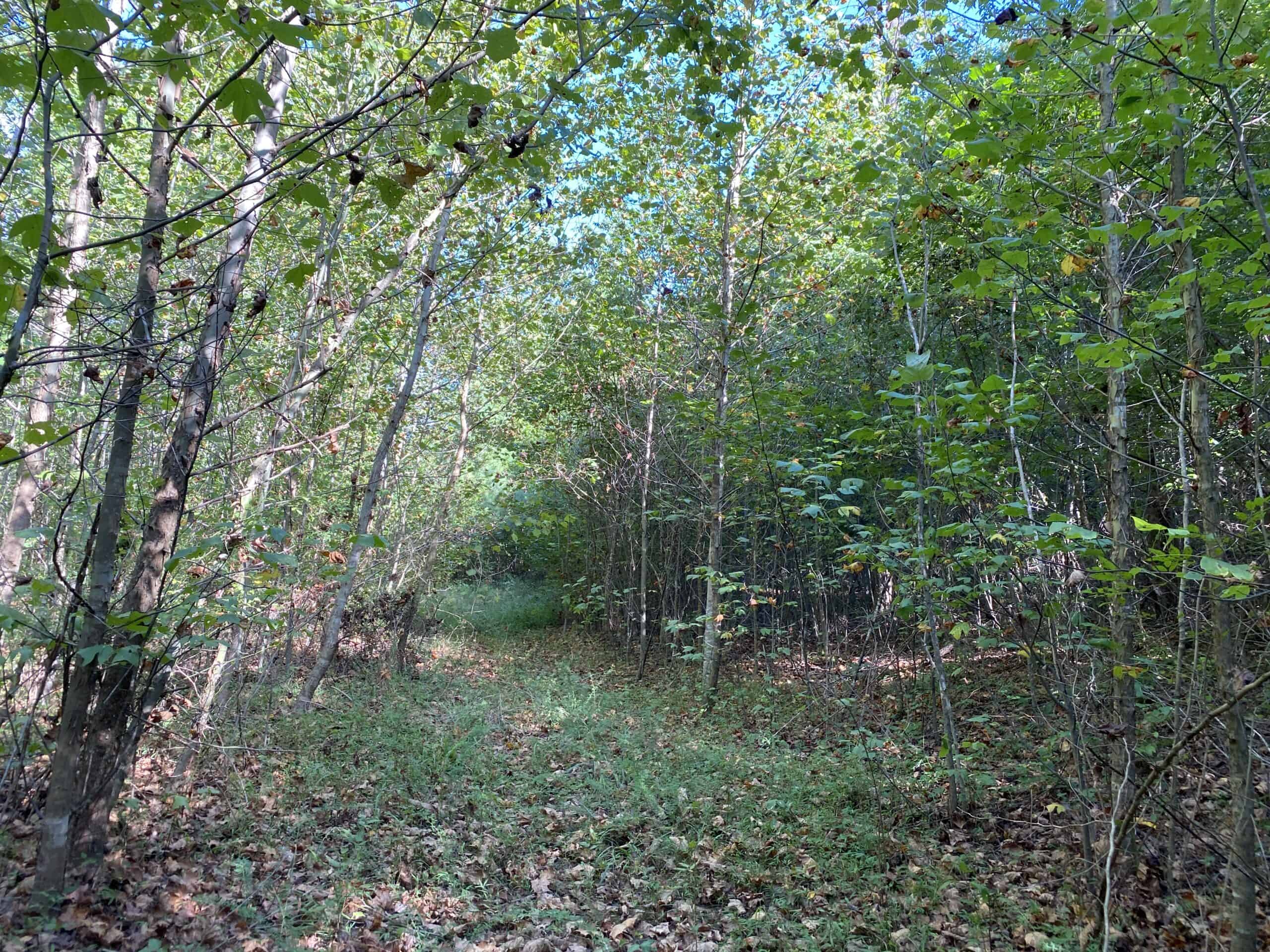 LAND FOR SALE IN TN, 32.5 ACRES+/-, OLD HOME, HUNTING, CREEK