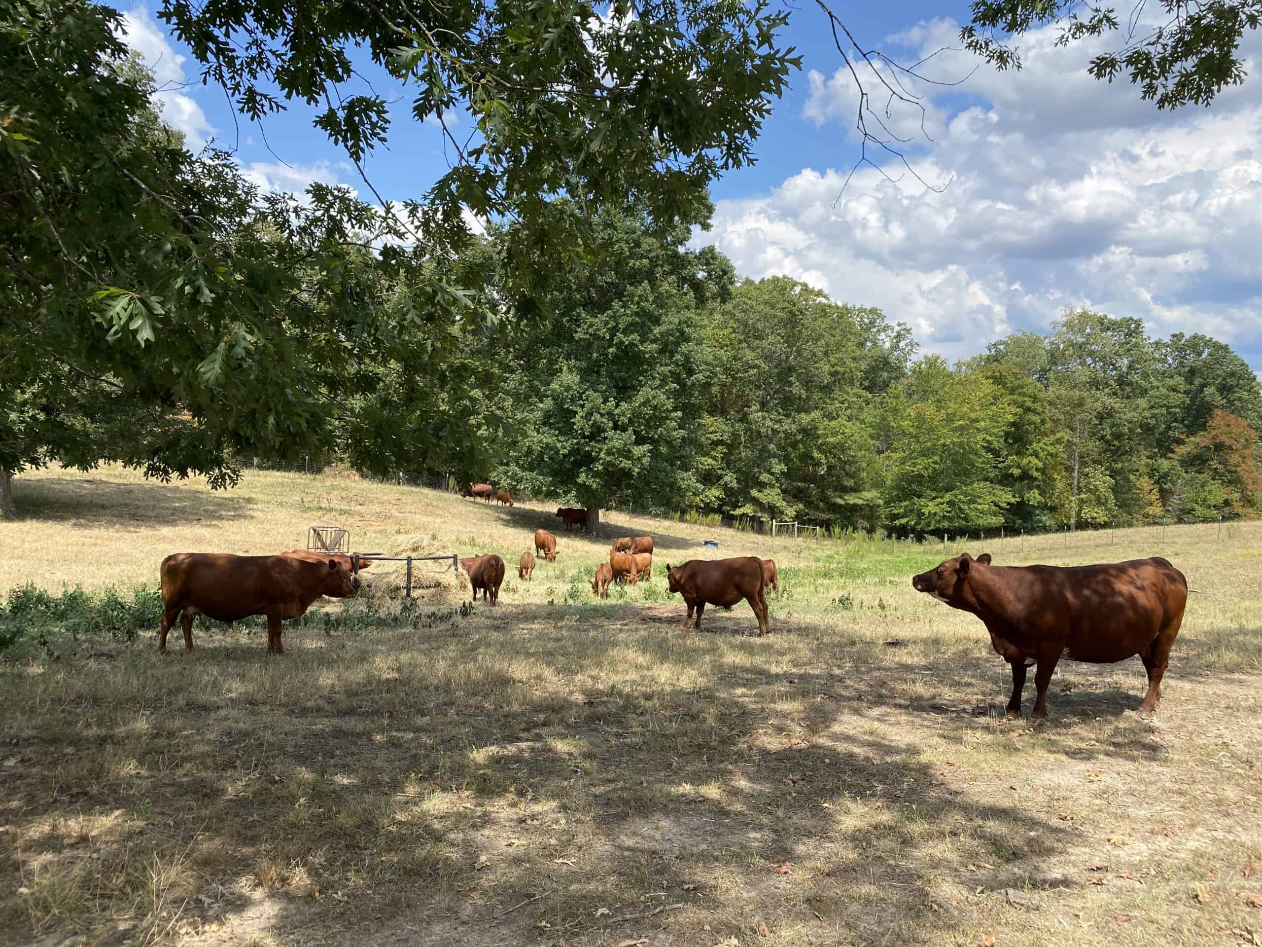 PRIVATE FARM FOR SALE IN TN NEAR TENNESSEE RIVER WITH POND, CREEK, FENCING, PASTURES, AND SHOP. GREAT DEER HUNTING.