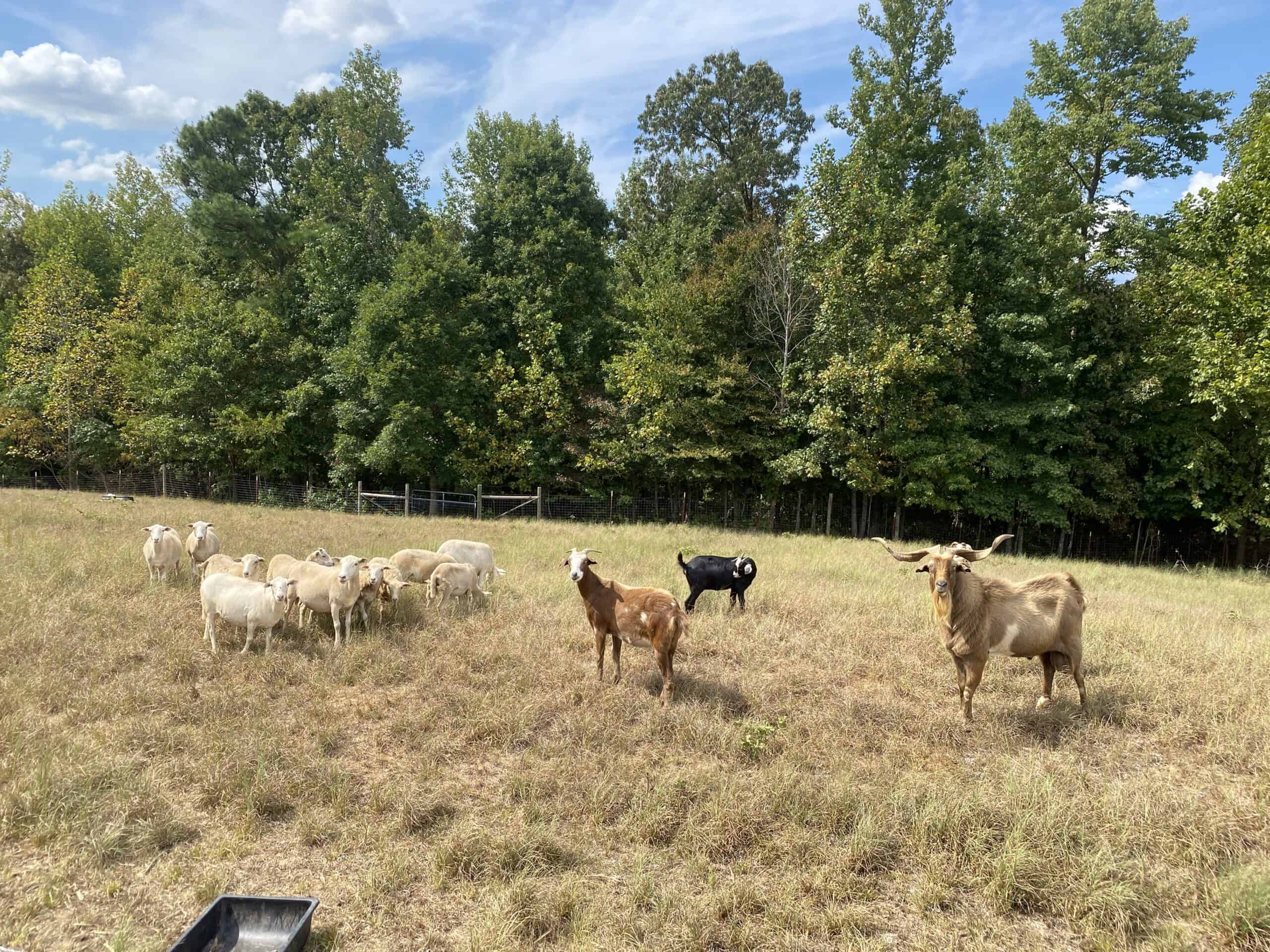 PRIVATE FARM FOR SALE IN TN NEAR TENNESSEE RIVER WITH POND, CREEK, FENCING, PASTURES, AND SHOP. GREAT DEER HUNTING.