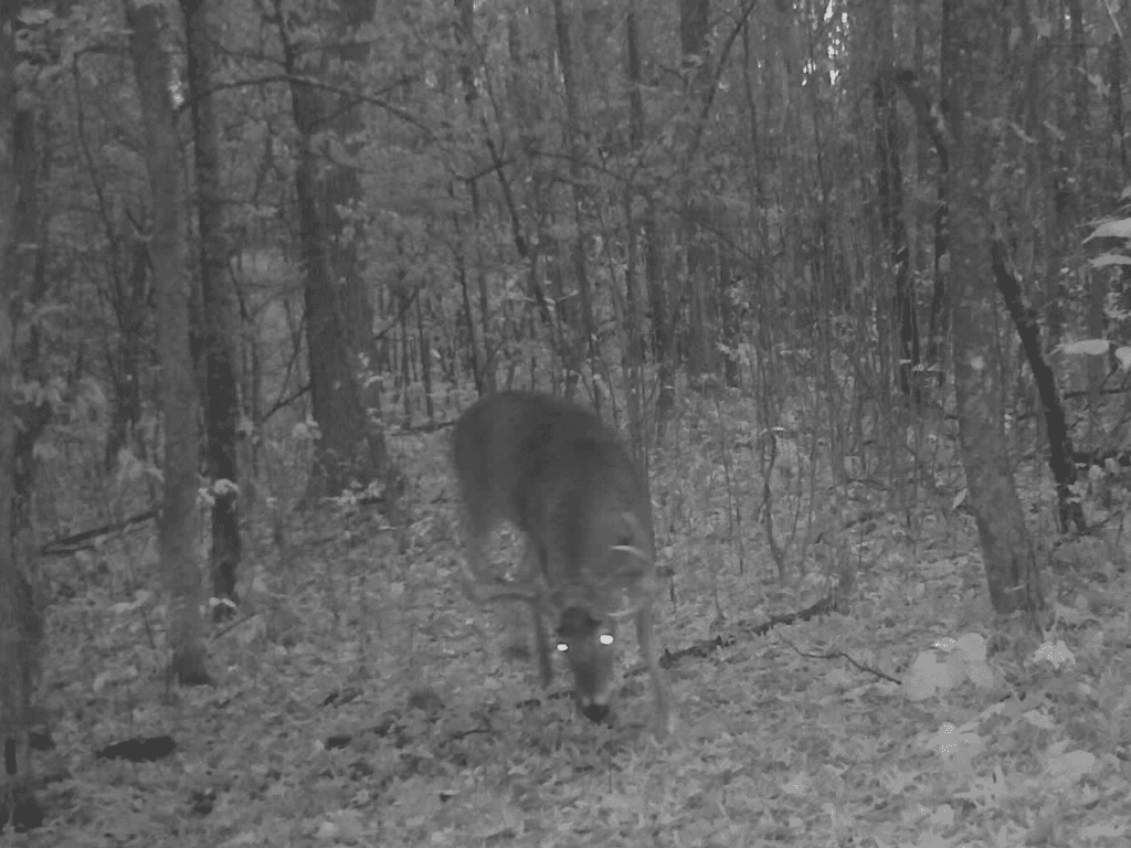 47 Ac Mississippi River Hunting Property Near Crosby, Minnesota