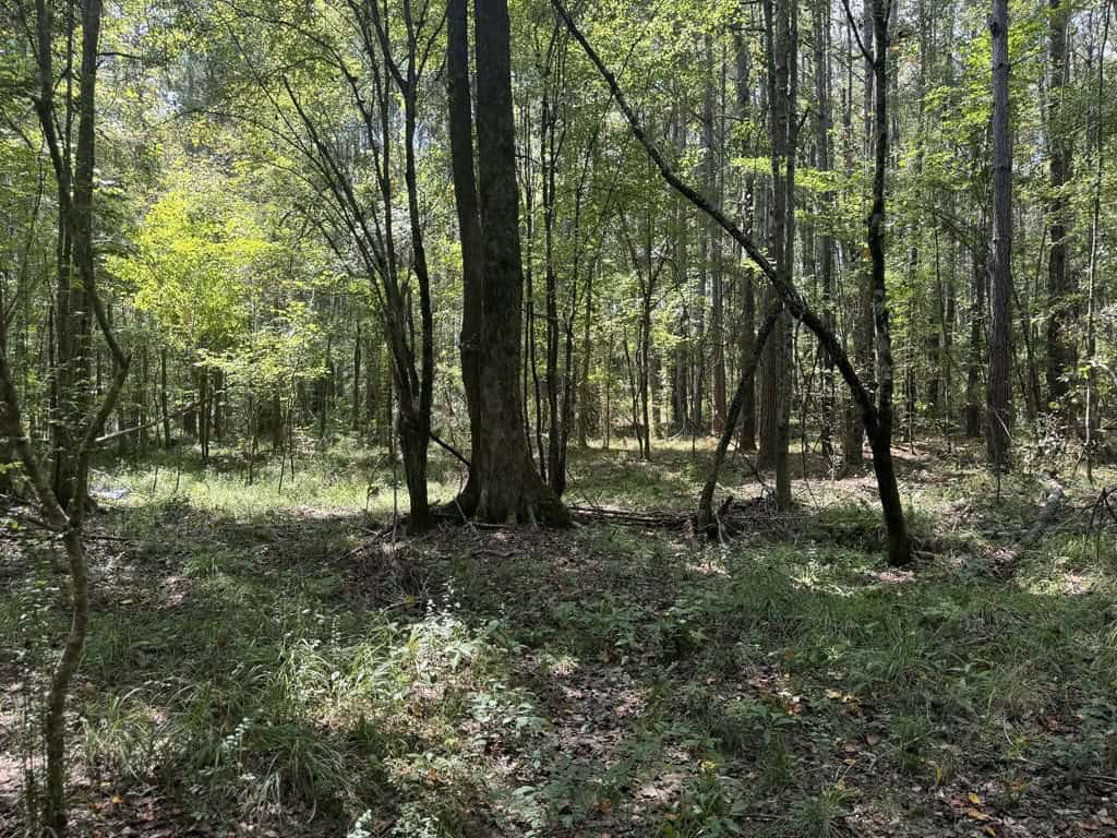 120 Acre Hunter’s Paradise in South MS for Sale