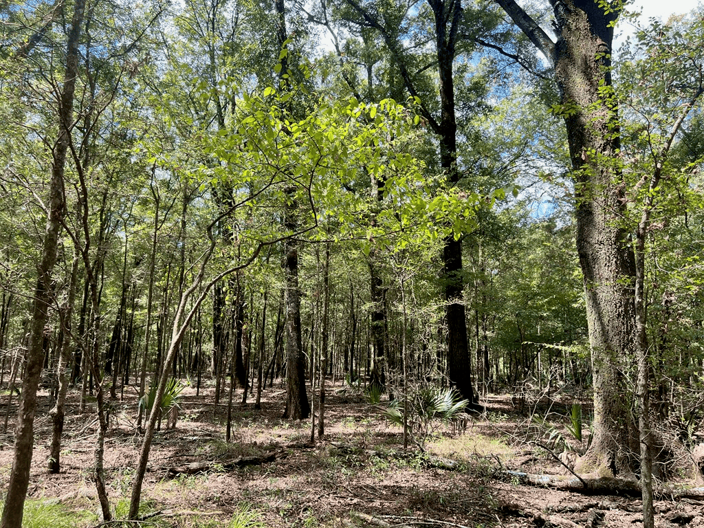 Hunting Land for Sale in Yazoo County, MS