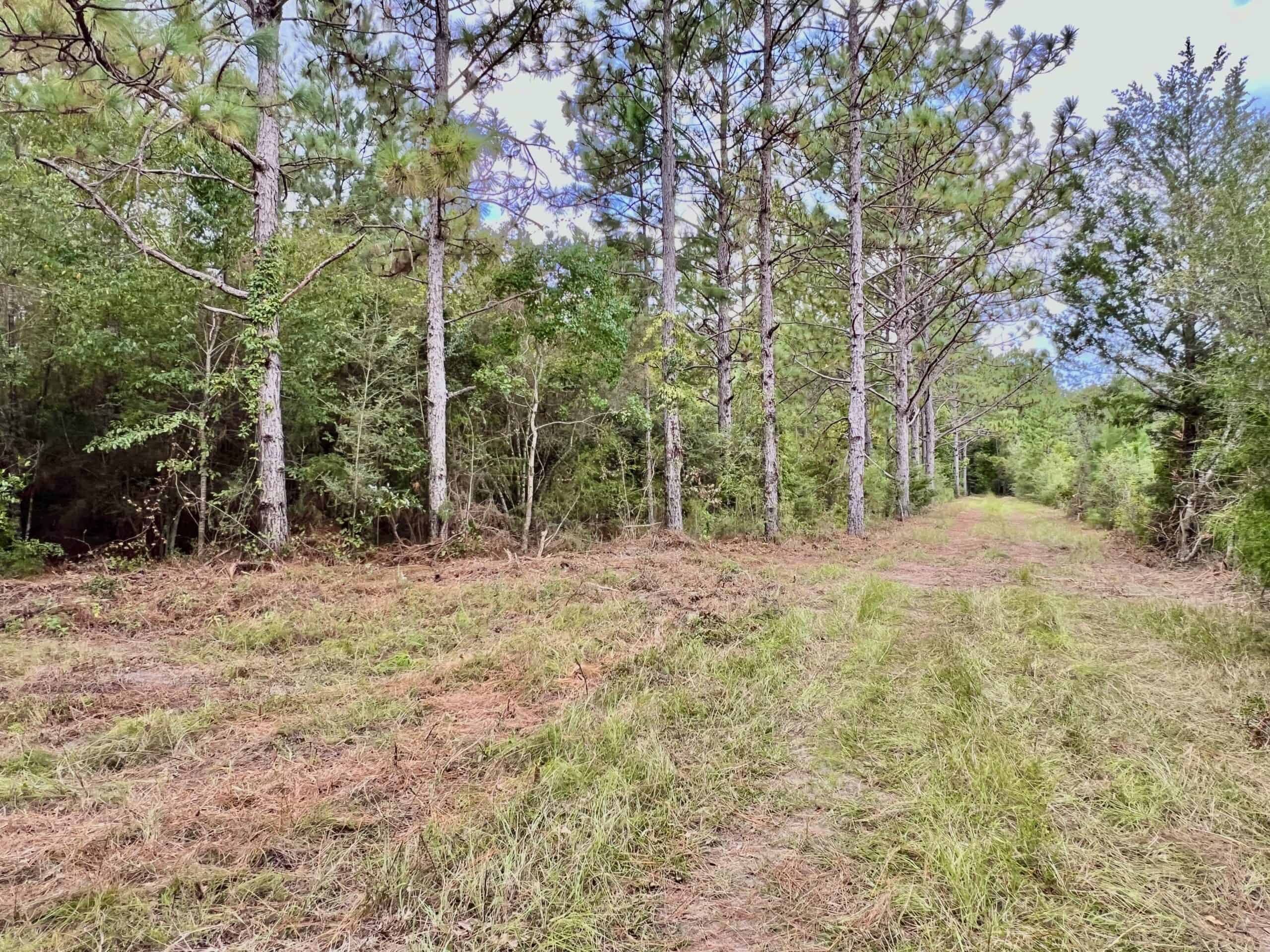 Prime Riverfront Hunting & Recreational Land for Sale in Samson Alabama!