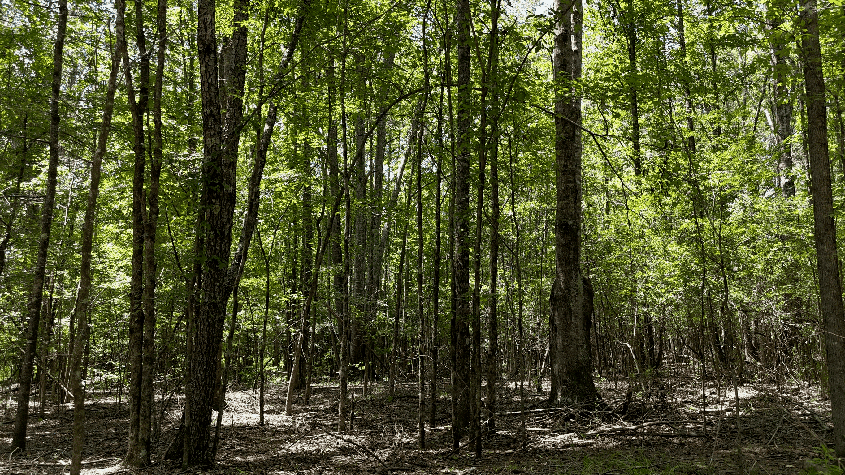 194 Acre Hunting, Homesite, and Pastureland for Sale