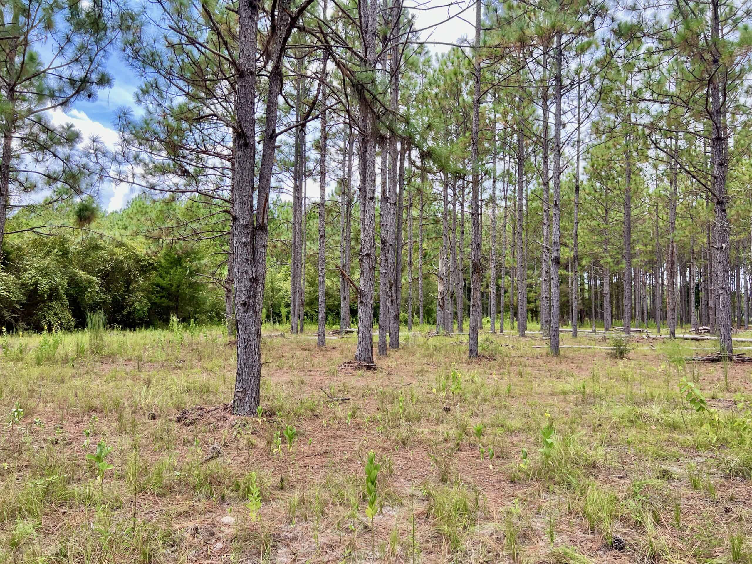 Prime Riverfront Hunting & Recreational Land for Sale in Samson Alabama!