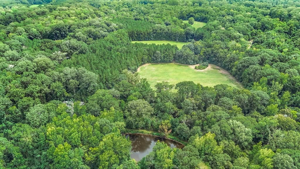 Lonely Live Oak – 1115 Acres Hunting Timberland SW MS