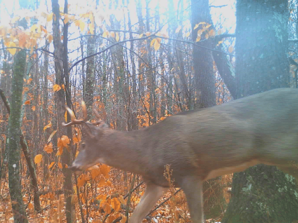 47 Ac Mississippi River Hunting Property Near Crosby, Minnesota