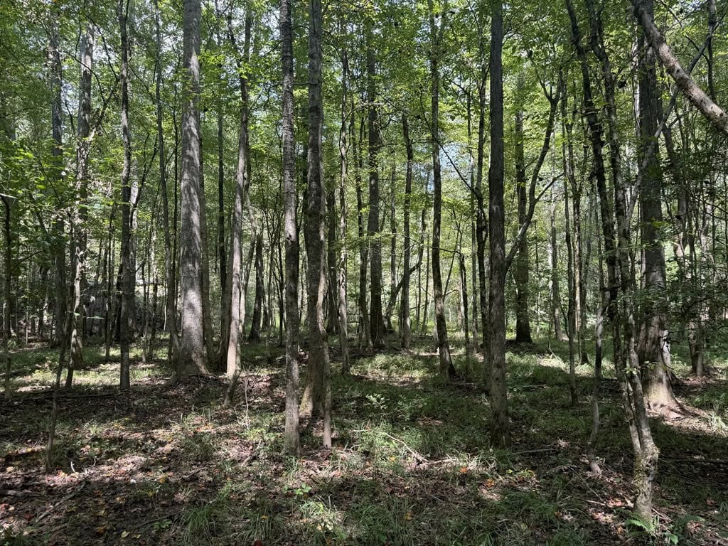 120 Acre Hunter’s Paradise in South MS for Sale