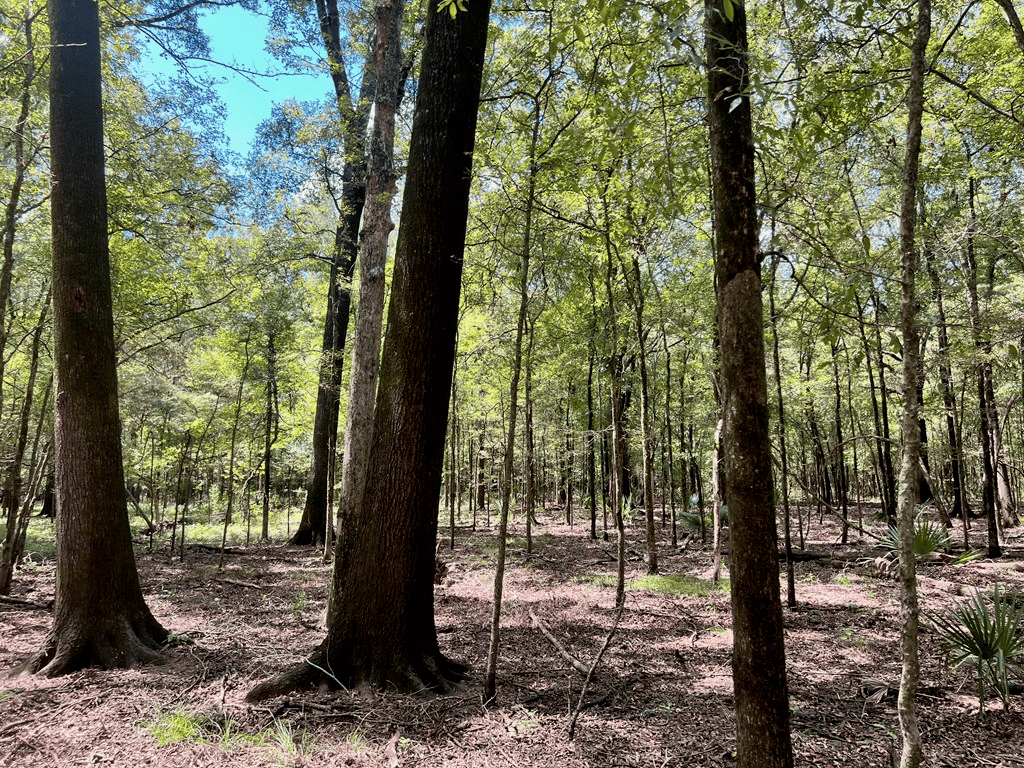 Hunting Land for Sale in Yazoo County, MS
