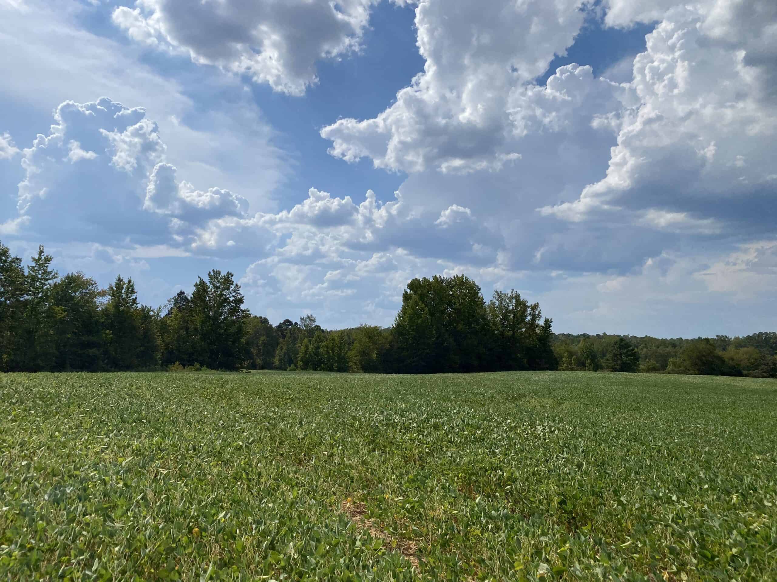 COUNTRY HOME FOR SALE IN TN, 68 AC+/-, SHEDS, POND, & CREEK