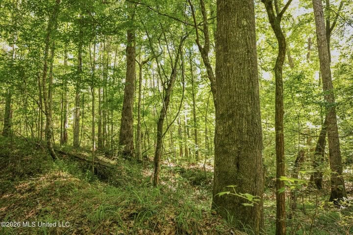 120 Acre Hunter’s Paradise in South MS for Sale