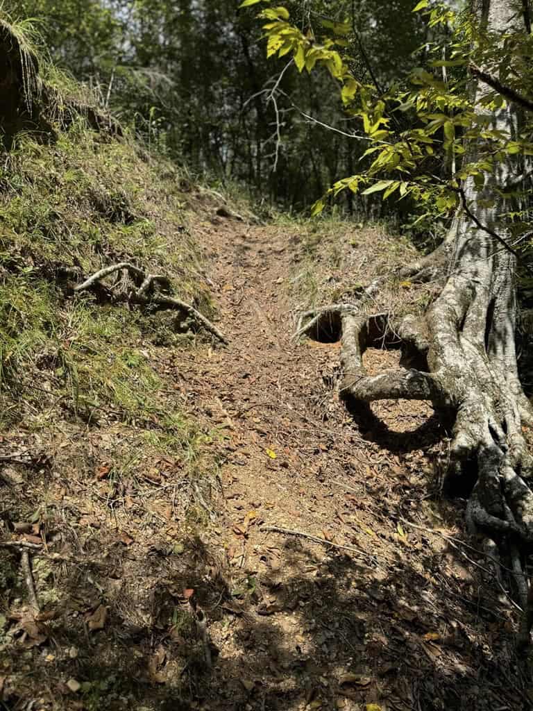 120 Acre Hunter’s Paradise in South MS for Sale