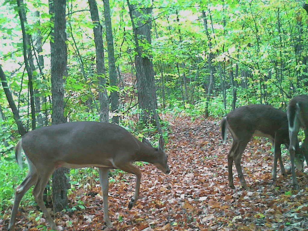 47 Ac Mississippi River Hunting Property Near Crosby, Minnesota