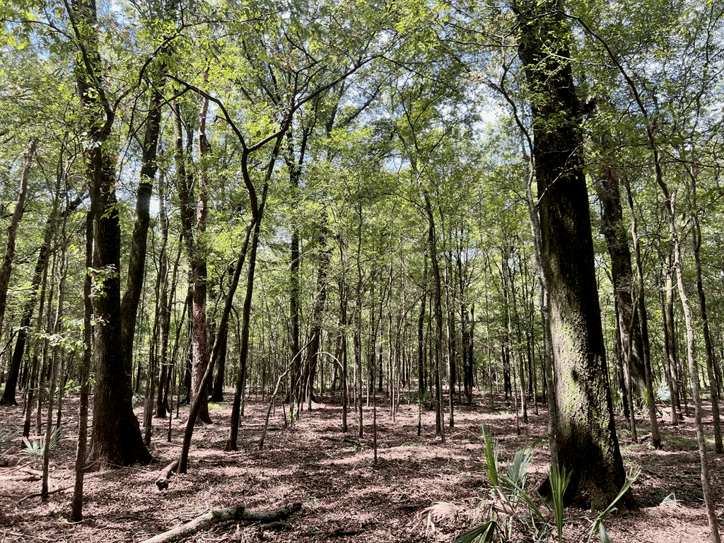 Hunting Land for Sale in Yazoo County, MS