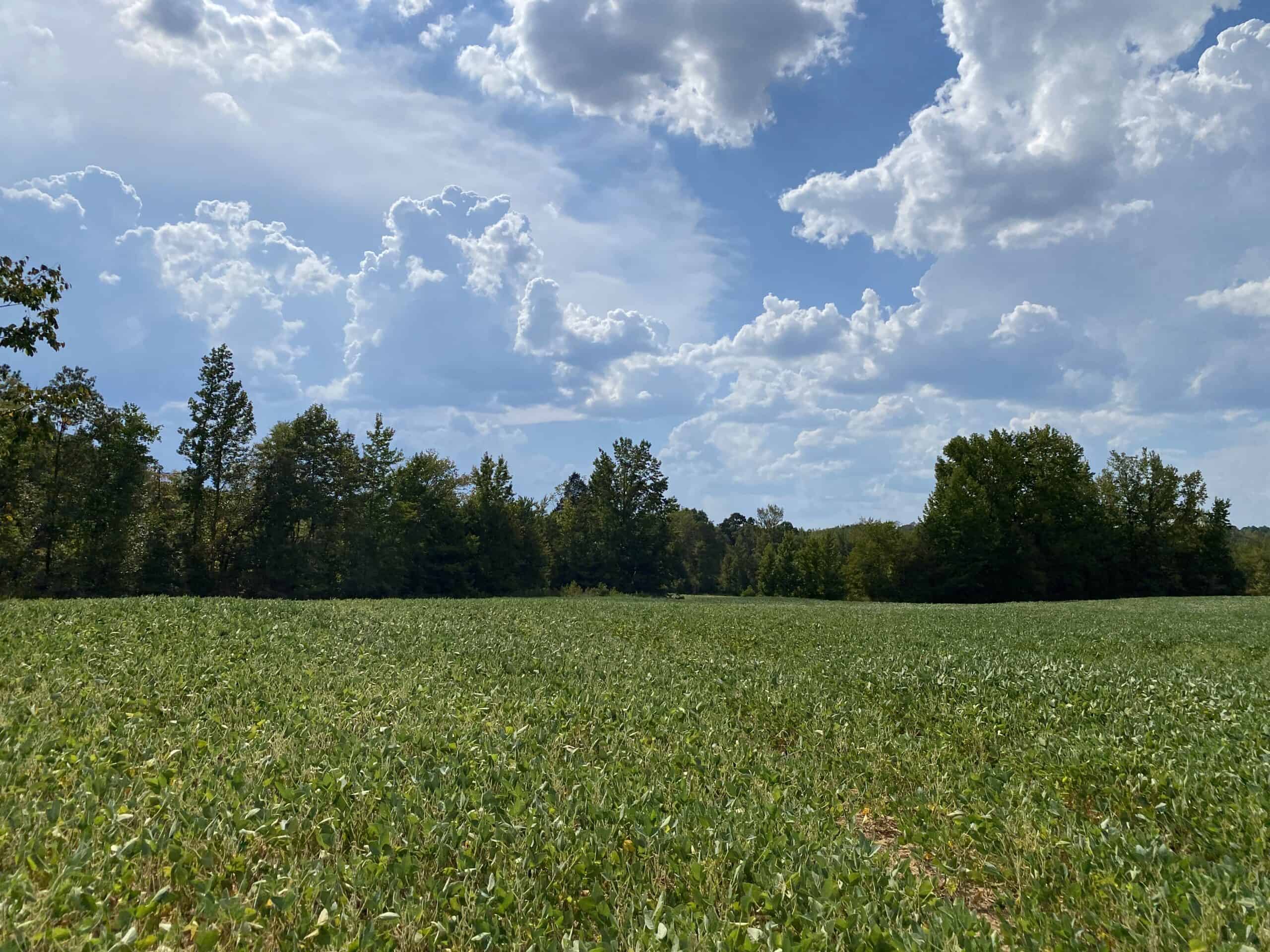 COUNTRY HOME FOR SALE IN TN, 68 AC+/-, SHEDS, POND, & CREEK
