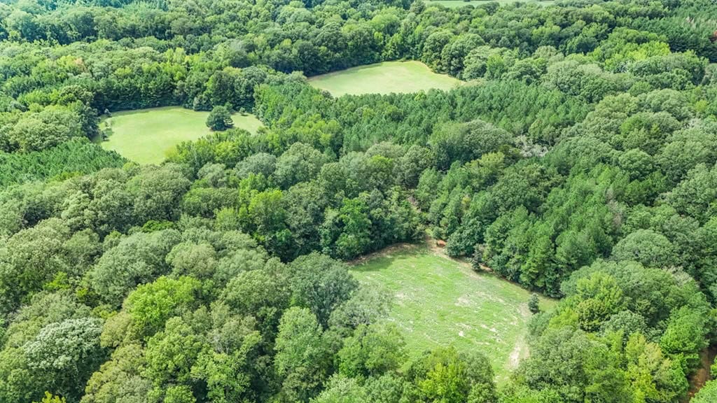 Lonely Live Oak – 1115 Acres Hunting Timberland SW MS