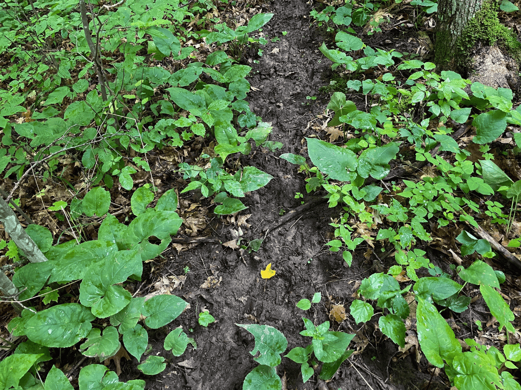 47 Ac Mississippi River Hunting Property Near Crosby, Minnesota
