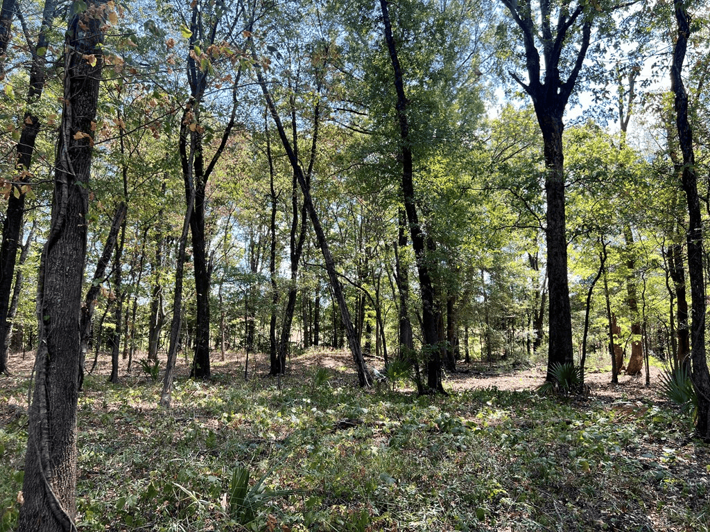 Hunting Land for Sale in Yazoo County, MS