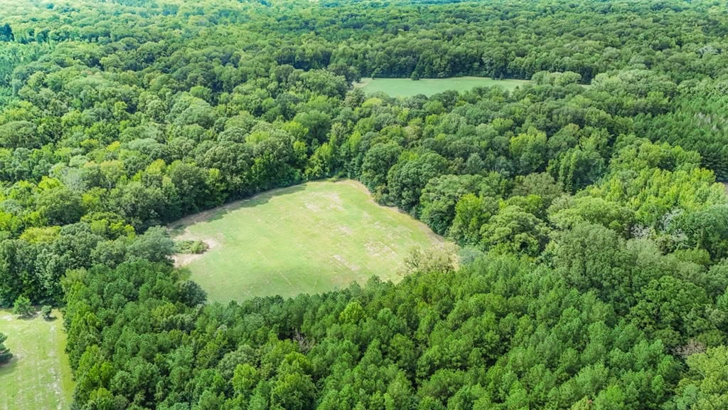Lonely Live Oak – 1115 Acres Hunting Timberland SW MS