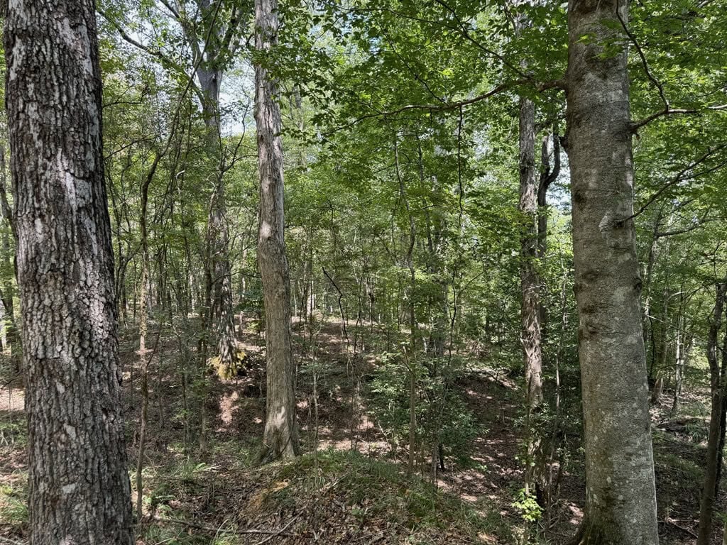 120 Acre Hunter’s Paradise in South MS for Sale