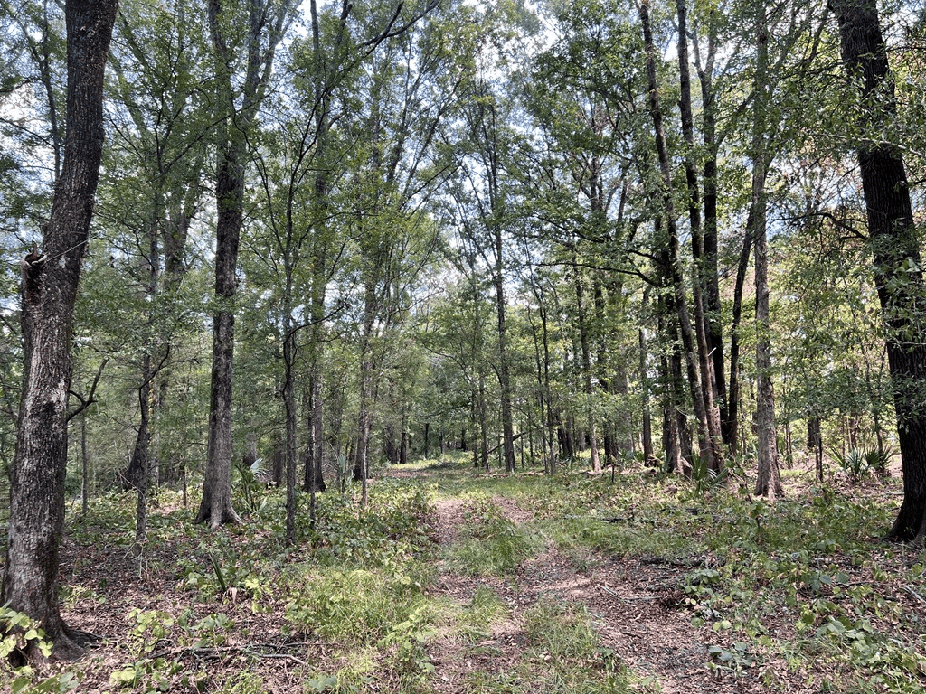 Hunting Land for Sale in Yazoo County, MS