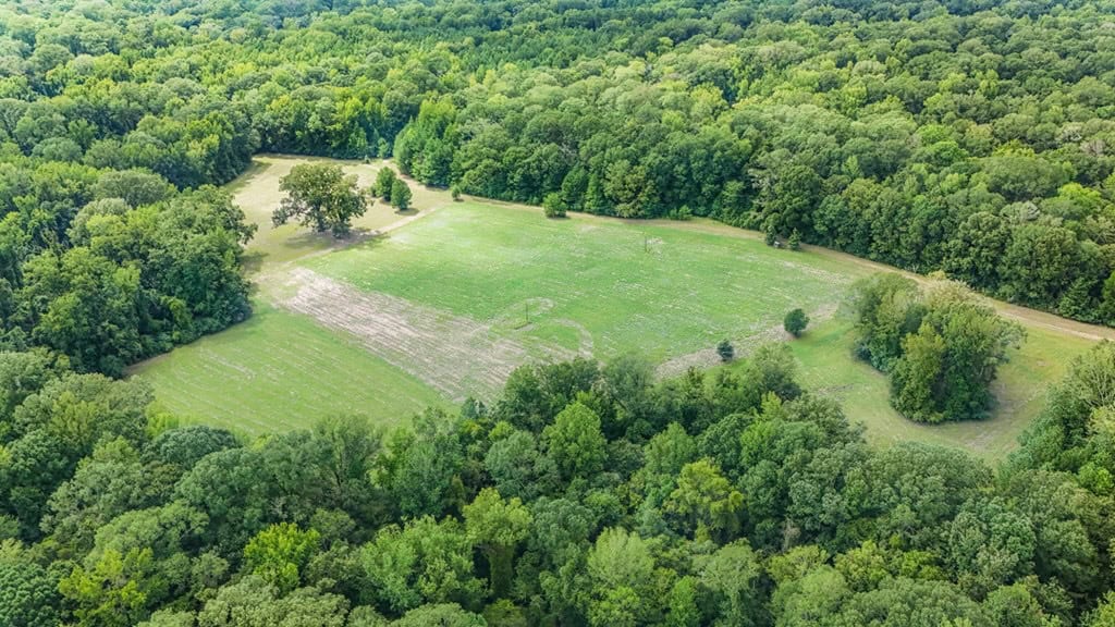 Lonely Live Oak – 1115 Acres Hunting Timberland SW MS