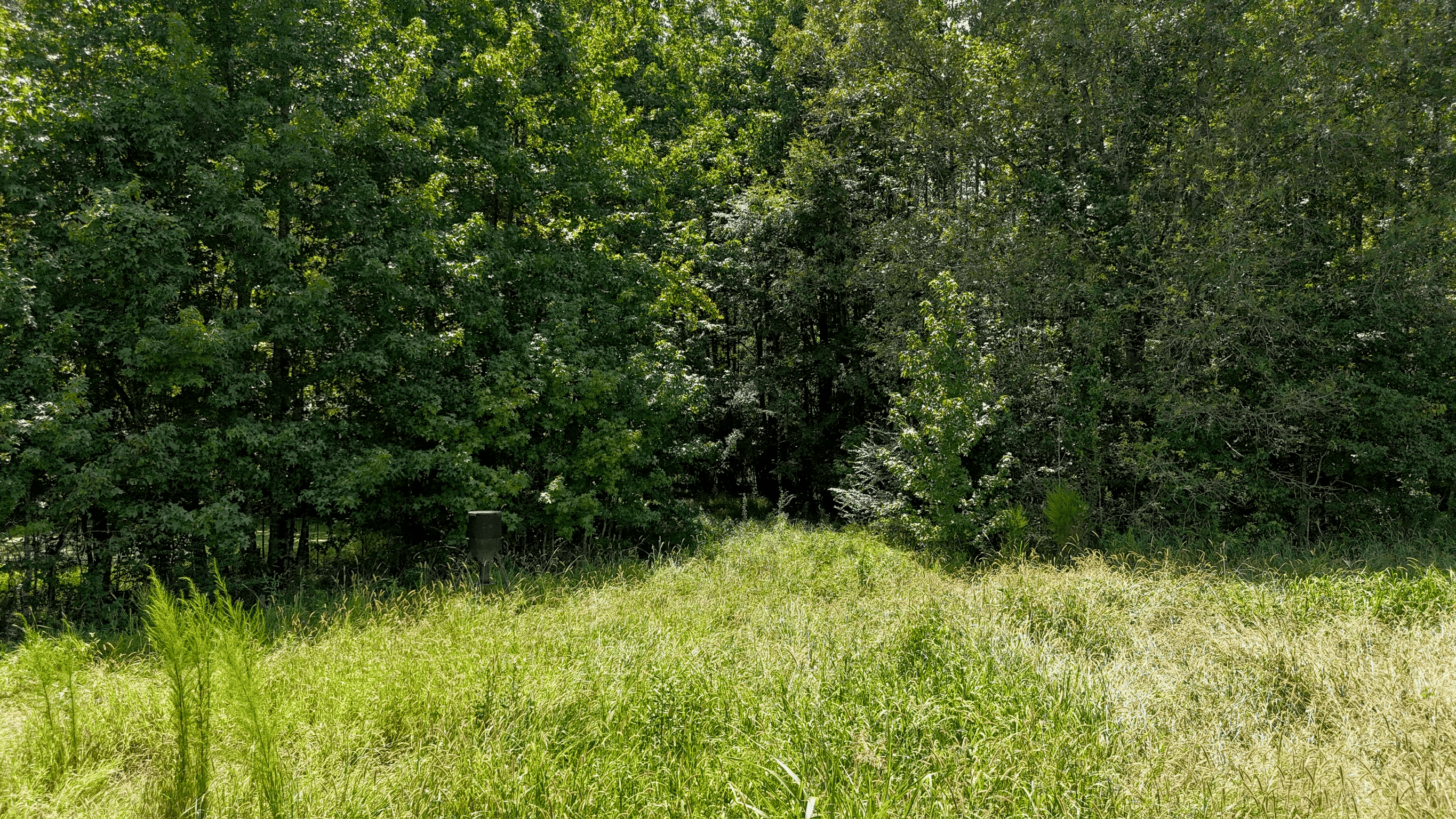 194 Acre Hunting, Homesite, and Pastureland for Sale
