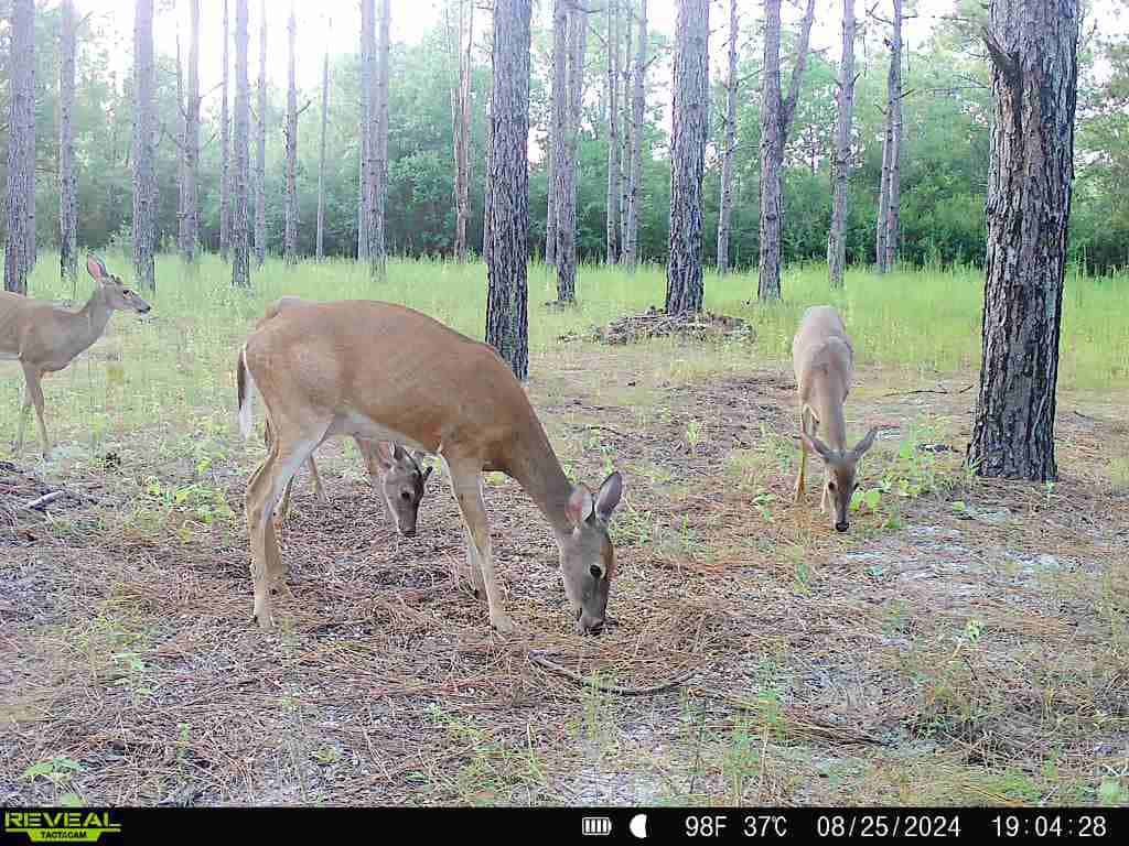 Prime Riverfront Hunting & Recreational Land for Sale in Samson Alabama!