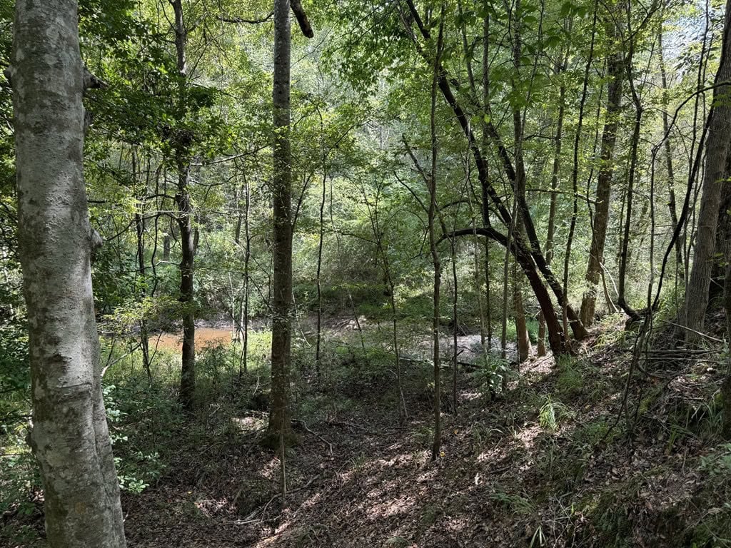 120 Acre Hunter’s Paradise in South MS for Sale