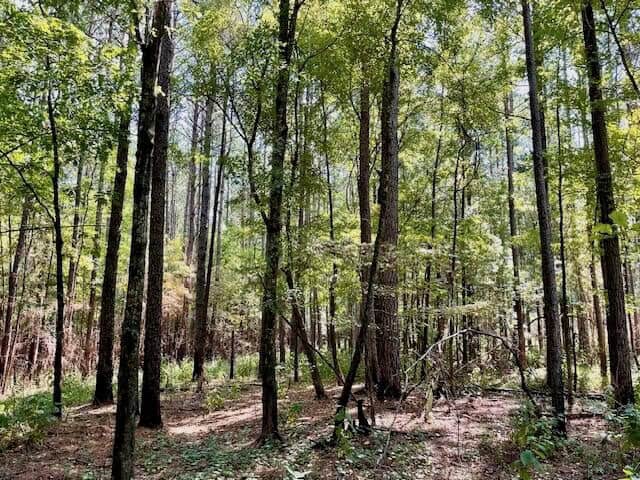 109 Acres For Sale Starkville MS