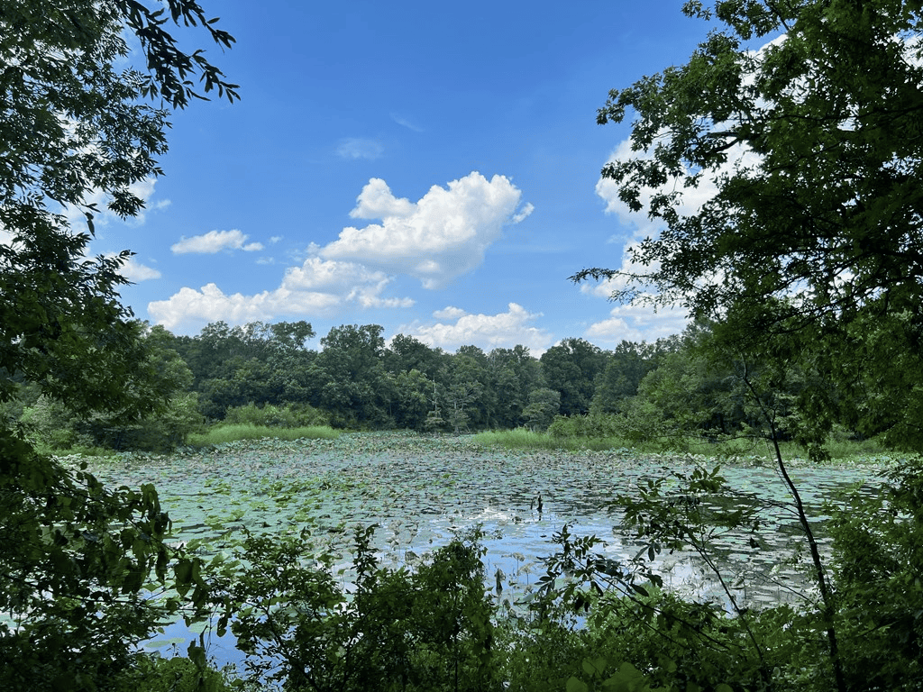 Hunting Land for Sale in Yazoo County, MS