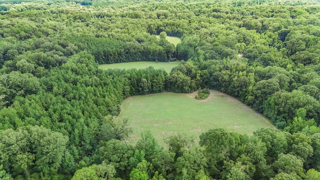 Lonely Live Oak – 1115 Acres Hunting Timberland SW MS